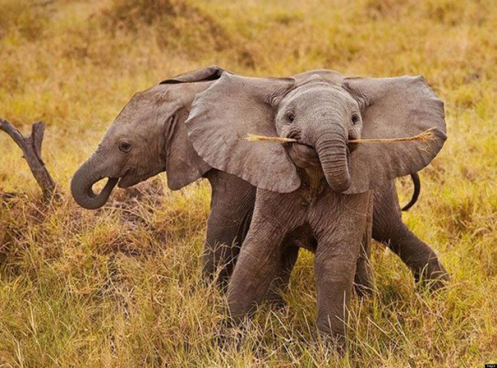 Cũng nhờ thế, những con voi con có thể vui chơi thoải mái hơn các loài động vật khác. (Ảnh: Wildanimals)