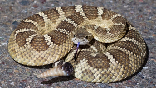 Rắn đuôi chuông hay rắn rung chuông, là một nhóm rắn độc thuộc các chi Crotalus và Sistrurus thuộc phân họ Crotalinae (rắn hang). Đặc biệt, nọc độc của rắn đuôi chuông được đánh giá là rất mạnh. (Ảnh: Pinterest)