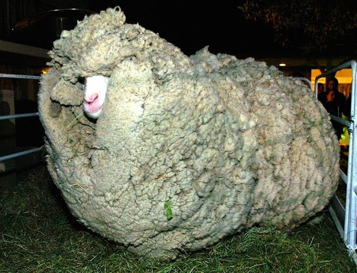 3 tuổi, Shrek không thể chịu đựng được việc bị cạo sạch lông, nó luôn tìm kiếm cơ hội để trốn thoát và đã thành công. Trong suốt thời gian lưu lạc ngoài tự nhiên hoang dã, Shrek để mặc cho bộ lông của mình phát triển tự nhiên, cực dày và nặng. Mãi đến năm 2004, hơn 6 năm sau khi đào tẩu khỏi trang trại thành công, Shrek mới để chủ nhân của nó tìm thấy. (Nguồn Youthwant)