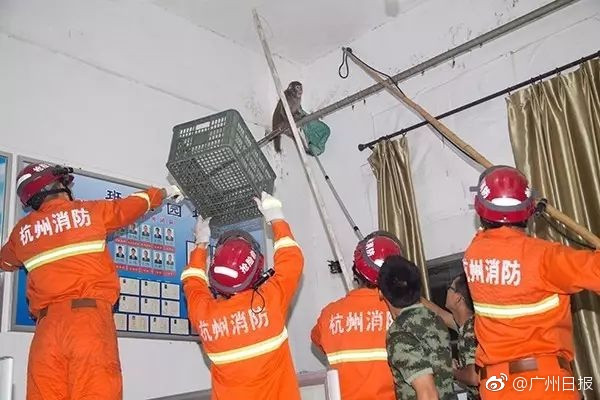 Tuy nhiên, khi thấy những chiến sĩ cảnh sát đến gần, con khỉ nghịch ngợm điên cuồng chống trả, nó không ngừng xua tay, từ chối sự tiếp cận của con người. (Nguồn Sina)