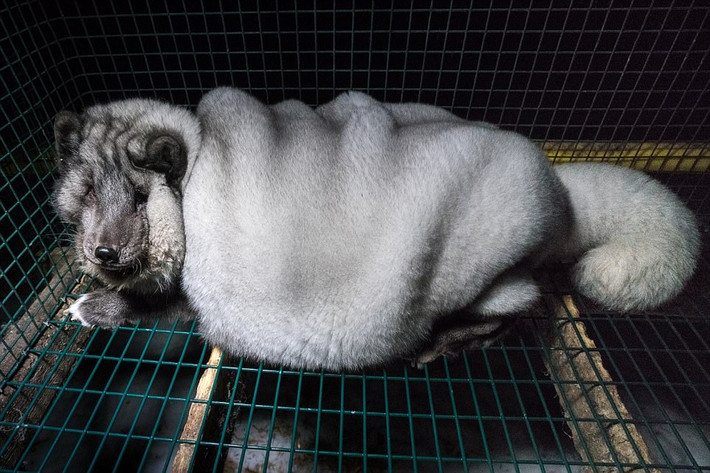 Với trọng lượng bất thường này, cáo Bắc cực béo phì thậm chí không thể đi lại vì chân quá yếu, không đỡ được cơ thể. Khi di chuyển, chân của nó rất dễ bị thương. (Nguồn Sina)