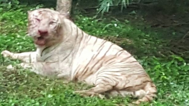 Đáng tiếc, Shreyas không có may mắn ấy, do vết thương quá nặng, cơ thể lại yếu ớt, không thể chống đỡ, phục hồi, hổ trắng Shreyas đã trút hơi thở cuối cùng vào ngày 20/9, khiến rất nhiều người thương xót, đau lòng. (Nguồn Mirror)