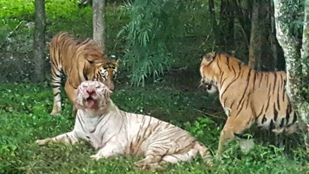 Hiện, hai con hổ Bengal bị thương trong cuộc chiến đấu với hổ trắng Shreyas đang được chữa trị và dần ổn định. (Nguồn Mirror)