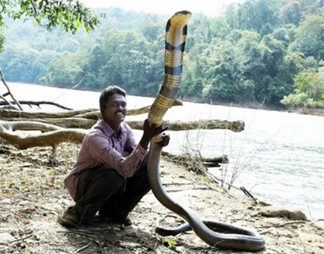 Tại Kerala, có một người đàn ông nổi tiếng, được mệnh danh là "người rắn", bởi anh sống giữa quần thể rắn hàng vạn con.