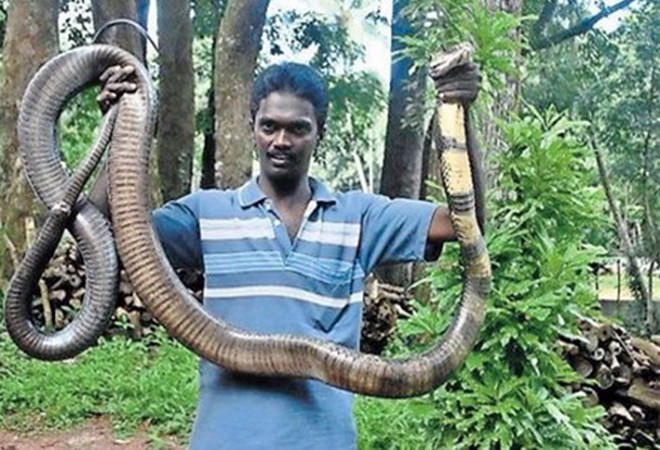 Anh là Vava Suresh, 43 tuổi, là nhà bảo tồn động vật hoang dã và có niềm say mê đặc biệt với rắn, đặc biệt là hổ chúa khổng lồ.