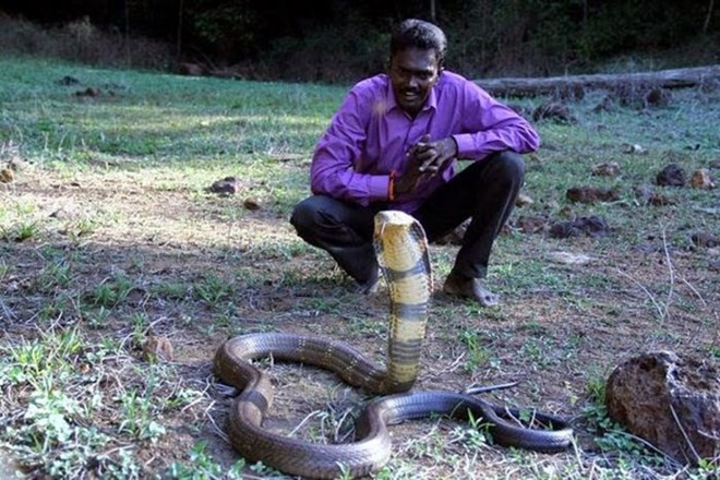 Tính đến nay, Vava Suresh đã giải cứu tổng cộng 32.000 con rắn khác nhau, trong đó phần lớn là loài hổ chúa khổng lồ.