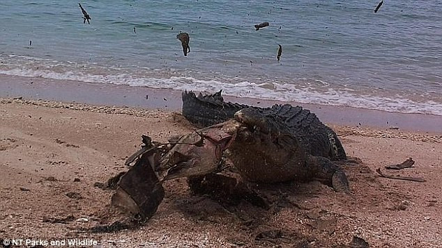 Không biết vì lý do gì con rùa biển đã chết và trôi dạt vào bờ. Cá sấu đói thấy vậy liền lao tới cắn xé con mồi.