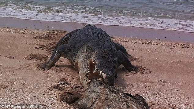 Hình ảnh này ghi lại ở Vườn Quốc gia Garig Gunak Barlu trên bán đảo Cobourg, phía đông Darwin, Australia.