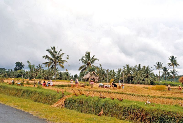 Người dân Indonesia thu hoạch vụ mùa.