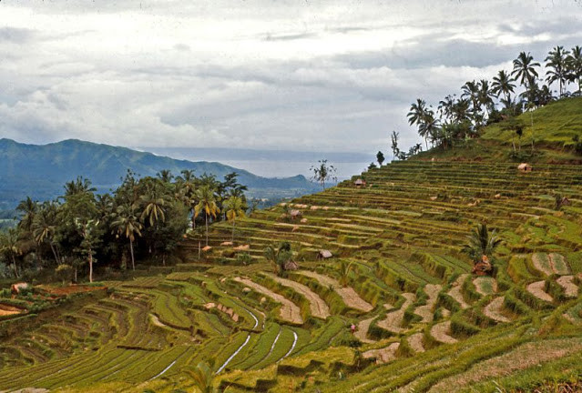 Ruộng bậc thang tuyệt đẹp ở khu vực gần Bali.