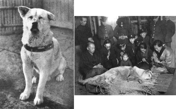Câu chuyện cảm động về lòng trung thành của chú chó Hachiko với người chủ chạm vào trái tim của hàng triệu người. Cụ thể, Hachiko là tên chú chó giống Akita chào đời năm 1923 tại một trang trại gần thành phố Odate, quận Akita. Chú chó này được giáo sư Hidesaburo Ueno mang về nuôi tại ngôi nhà cách ga Shibuya không xa. Hachiko rất trung thành với người chủ Ueno hiền lành và tốt bụng.