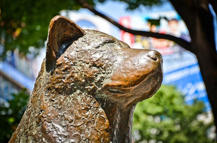 Lòng trung thành của chú chó Hachiko đã trở thành một tấm gương đẹp đối với người dân Nhật Bản. Nhiều giáo viên, các bậc cha mẹ sử dụng câu chuyện về Hachiko để giáo dục trẻ em về sự trung thành và những đức tính tốt khác.