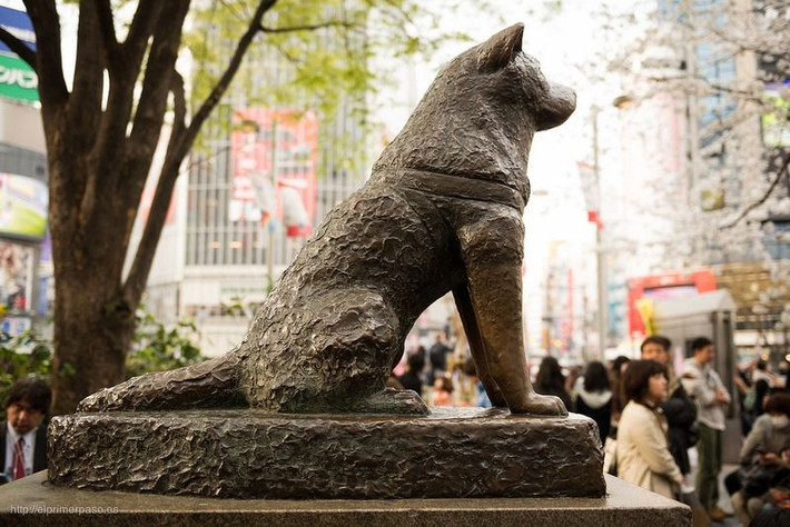 Nhiều du khách Nhật Bản và thế giới khi ghé thăm thủ đô Tokyo đều ghé đến nhà ga Shibuya. Nguyên do là bởi trước cửa nhà ga này có đặt bức tượng chú chó trung thành nổi tiếng Nhật Bản có tên Hachiko.