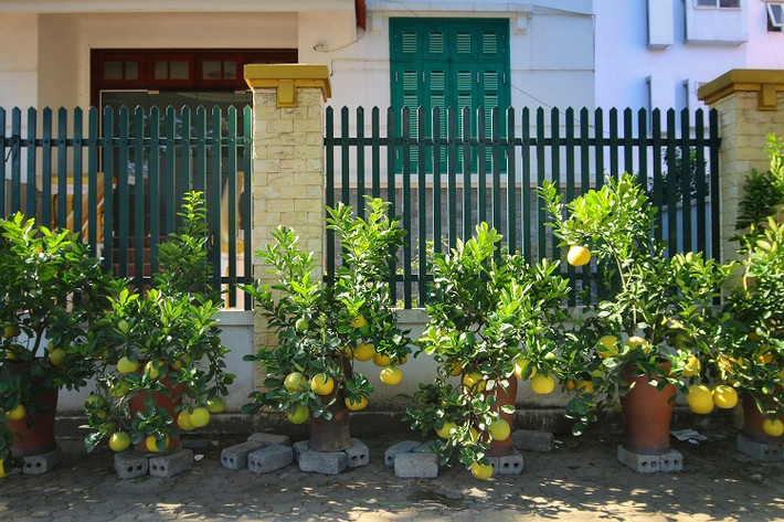 Những ngày này, bất cứ ai đi qua khu vực đường Lạc Long Quân (Tây Hồ, Hà Nội) đều phải trầm trồ trước nhiều vườn bưởi cảnh có một không hai phục vụ người dân chơi Tết. Dù còn gần 2 tháng nữa mới đến Tết Nguyên Đán nhưng một số cây bưởi xếp vào loại “hàng khủng” đã được khách mua đặt trước với số tiền lớn để giữ chỗ.