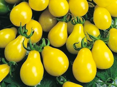 Những trái cà chua lê căng mọng và màu sắc bắt mắt lôi cuốn bà nội trợ dùng trong các bữa ăn.