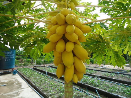 Đu đủ da vàng cho quả năng suất, tăng thu nhập cho chủ vườn.