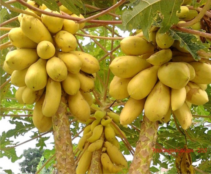 Ở Việt Nam, những cây đu đủ cảnh thường được nhiều người săn lùng để trưng bày vào dịp Tết.