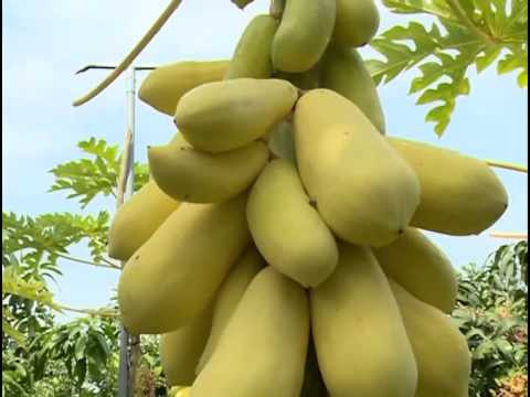 Trên trang rao bán trực tuyến Ebay, giống đu đủ vàng có giá bán 174.000 đồng/túi (10 hạt giống).