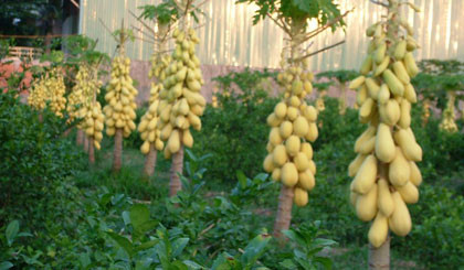 Những cây đu đủ vàng sai quả cho thu hoạch.