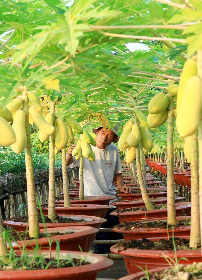 Ngoài việc thu hoạch quả để bán, đu đủ vàng còn được trồng làm cây cảnh.