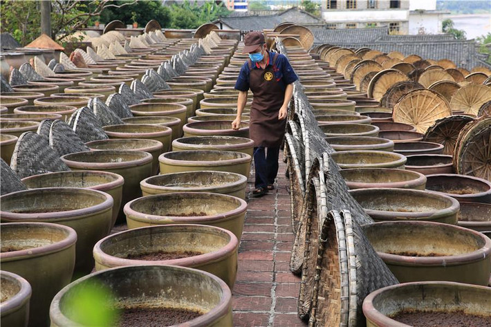 Một công nhân nhà máy đang kiểm tra các chum tương bần.