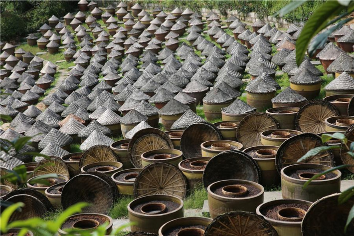 Cận cảnh quy trình sản xuất tương bần ở nhà máy này. Phương pháp lên men tự nhiên là phơi hỗn hợp đậu tương trong chum lớn dưới ánh nắng mặt trời để chúng tự lên men.