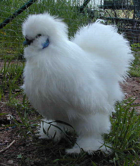 Gà Silkie có tuổi thọ khoảng 8-9 năm và khá dễ nuôi bởi thức ăn chủ yếu là rau xanh, thóc, gạo.