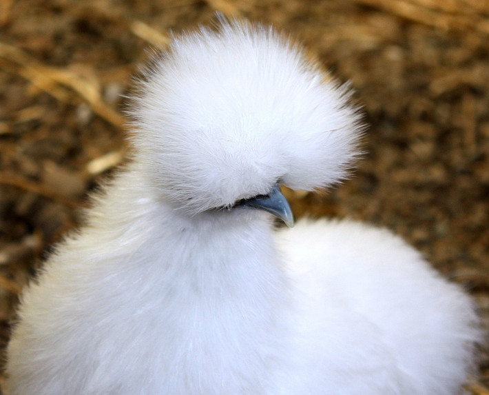 Với bộ lông xù đặc trưng của mình, gà Silkie có thể sống được ở những nơi có khí hậu khắc nghiệt.