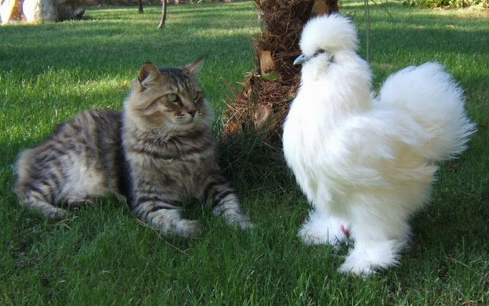 Gà Silkie rất hiền lành và thân thiện với người. Chúng được xem là vật cưng phù hợp cho trẻ con từ 6 tuổi trở lên.