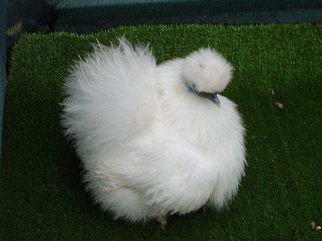 Gà Silkie được các nhà động vật học ví von là loài lai giữa gà và thỏ, với bộ lông mang đủ màu sắc.