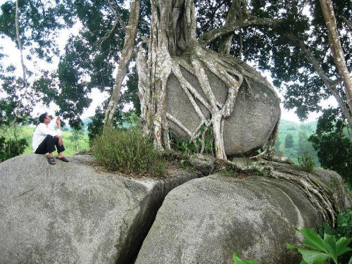 Đây là cây di sản Việt Nam thứ ba ở Nghệ An được công nhận, sau cây sa mu ở rừng quốc gia Pù Mát và cây lộc vừng ở đảo Ngư.