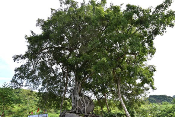 Tuy nhiên dân làng ở đây đều không ai đồng ý bán, mặc dù số tiền đó đối với họ là cực lớn. Tất cả đều thừa nhận cây sanh là tài sản vô giá, không bán với bất cứ giá nào.