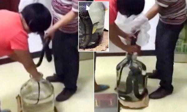 Đoạn video về công đoạn ngâm rượu rắn hổ mang sống được cho là quay ở một nơi nào đó phía nam Trung Quốc. Một cặp vợ chồng trung niên đang cố gắng ấn một con rắn hổ mang độc dài vào một cái bình lớn chứa đầy rượu gạo.