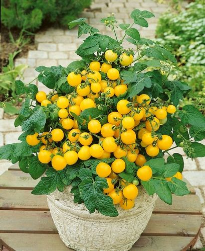 Loại cà chua đẹp mắt này cũng được chọn để trồng làm cây cảnh trong chậu.