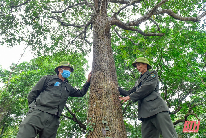 Trạm trưởng trạm bảo vệ rừng Tam Quy Nguyễn Văn Chương cho hay, hiện nay trong khu bảo tồn đang có một thực trạng diễn thế giữa lim và sến, đó là cây lim đang chèn ép, cạnh tranh không gian dinh dưỡng với cây sến.