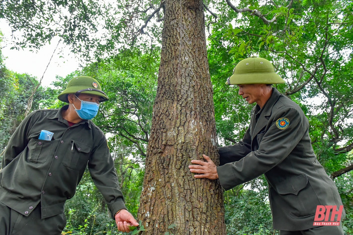 Sến mật là loài cây gỗ lớn có tên khoa học là Madhuca pasquieri thuộc họ hồng xiêm (Sapotaceae), bộ hồng xiêm (Sapotales). Trên thế giới, sến mật phân bố chủ yếu ở Trung Quốc, Việt Nam và một số nước Đông Nam Á.