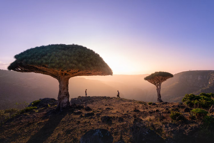 Đảo Socotra, Yemen: Hòn đảo ngoài khơi Yemen này là nơi duy nhất trên thế giới có những cây huyết rồng cổ xưa. Cây có tán giống như chiếc ô và nhựa màu đỏ như máu, ngày nay được dùng làm thuốc nhuộm và màu vẽ.