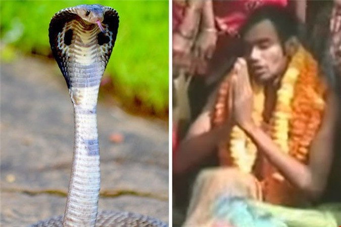 Trước đó, người nông dân Ấn Độ Sandeep Patel, 27 tuổi, cũng tuyên bố rằng anh sẽ kết hôn với một con rắn. Anh ta tin rằng con rắn hổ mang này là một cô gái xinh đẹp đem lòng yêu anh ở kiếp trước và muốn kết hôn với anh ở kiếp này.