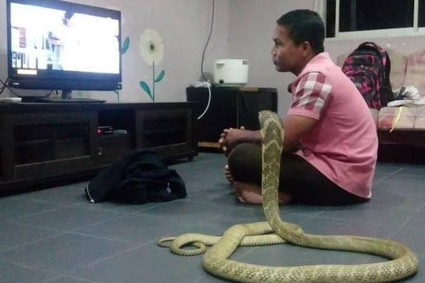 Anh Worranan Sarasalin ở Thái Lan quyết định cưới rắn hổ mang làm vợ. Người đàn ông này cho rằng con rắn hổ mang dài khoảng 3m chính là người bạn gái đã mất cách đây 5 năm của anh ta. Anh ta vô cùng chiều chuộng con rắn và cuối cùng đã cưới nó làm vợ.