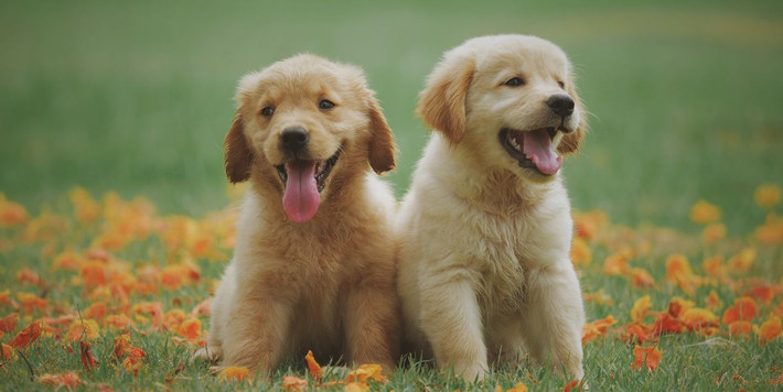 Đồng thời, nhiều người tò mò quái thú đáng sợ đó thực chất là loài nào, đến từ đâu.
