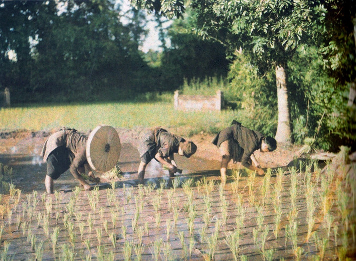 Những người nông dân cấy lúa trên một cánh đồng ở miền Bắc Việt Nam những năm 1900.