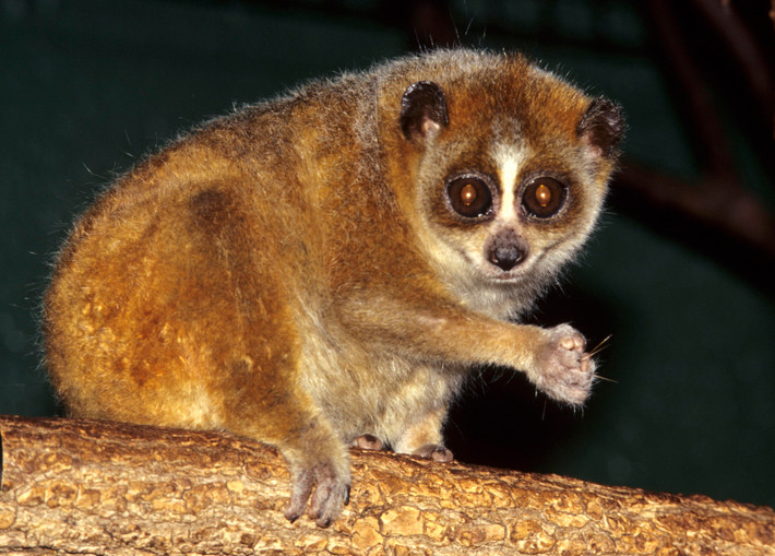 Cu li nhỏ có tên khoa học là Nycticebus pygmaeus, thuộc họ cu li Loricidae, bộ linh trưởng Primates. Loài động vật này thuộc nhóm IB động vật rừng nguy cấp, quý, hiếm được ưu tiên bảo vệ.