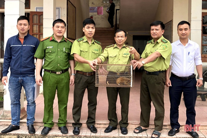 Vào sáng ngày 10/4, UBND xã Sơn Lễ phối hợp với Hạt Kiểm lâm Hương Sơn tiến hành bàn giao một cá thể cu li nhỏ, nặng gần 2 kg cho đại diện Vườn Quốc gia Vũ Quang để thả về môi trường tự nhiên.