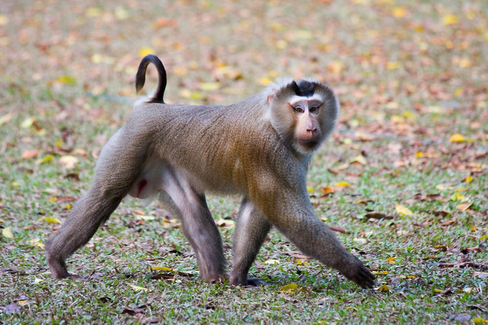 Khỉ đuôi lợn có tên khoa học là Macaca leonina (bộ linh trưởng). Đây là một trong những loài lớn nhất trong họ nhà khỉ.