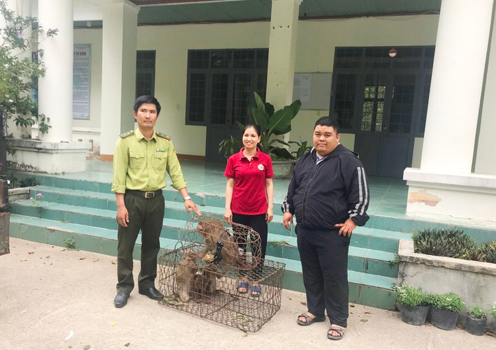 Vào ngày 17/4, ông Đào Xuân Thủy, Giám đốc Ban Quản lý Vườn Quốc gia Chư Mom Ray (huyện Sa Thầy, tỉnh Kon Tum), cho biết đơn vị vừa tiếp nhận bàn giao 5 cá thể khỉ đuôi lợn từ Hạt Kiểm lâm TP Kon Tum.