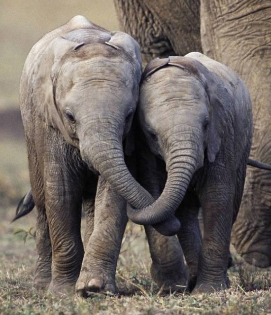 Cặp voi trìu mến thể hiện tình cảm dành cho nhau trong khi đi bộ ở Masai Mara, Kenya. Một bức ảnh thể hiện cuộc sống tuyệt vời về tình cảm.