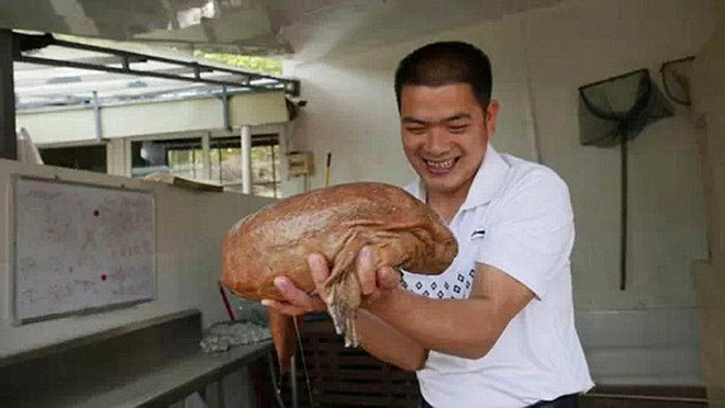 Anh Xiao đã thả con kỳ giông vào một cái chậu.