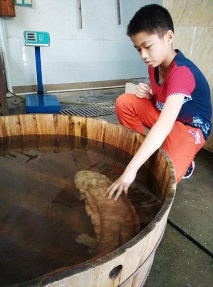 Kỳ giông được liệt vào sách đỏ của Tổ chức Bảo tồn Thiên nhiên Quốc tế (IUCN) và là một trong những loài được bảo vệ gắt gao ở Trung Quốc. Kỳ giông là một trong những loài sinh vật cổ nhất thế giới. Chúng được cho là đã xuất hiện từ hơn 170 triệu năm trước.