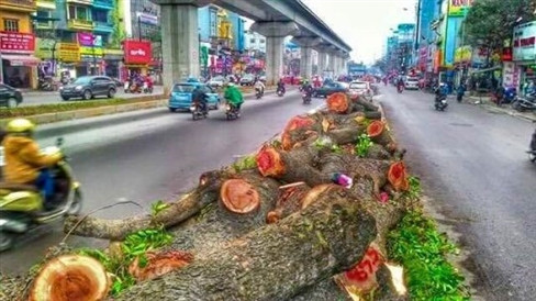 Tuy nhiên cho đến lúc đó, có đến 500 cây xanh đã bị chặt bỏ, khiến người dân xót xa, tiếc nuối.