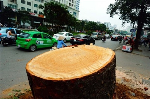 Ngày 20/3, lãnh đạo Thủ đô thông báo quyết định tạm dừng kế hoạch chặt 6700 cây xanh ở Hà Nội.